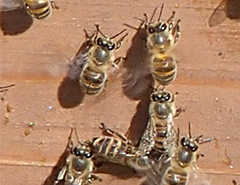 ミツバチ類