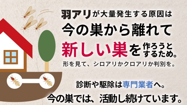 羽アリが大量発生！シロアリかどうか見分けるには？原因と対処法も解説