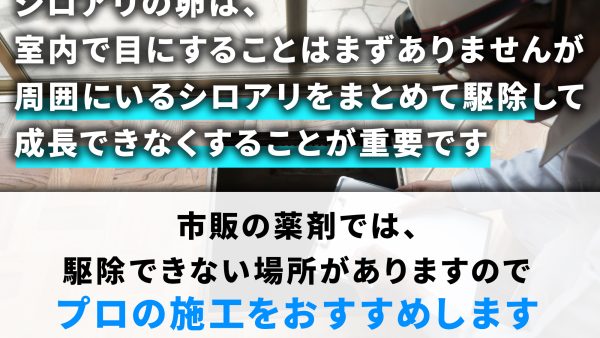 孵化する前に駆除！シロアリの卵の特徴と駆除方法を解説