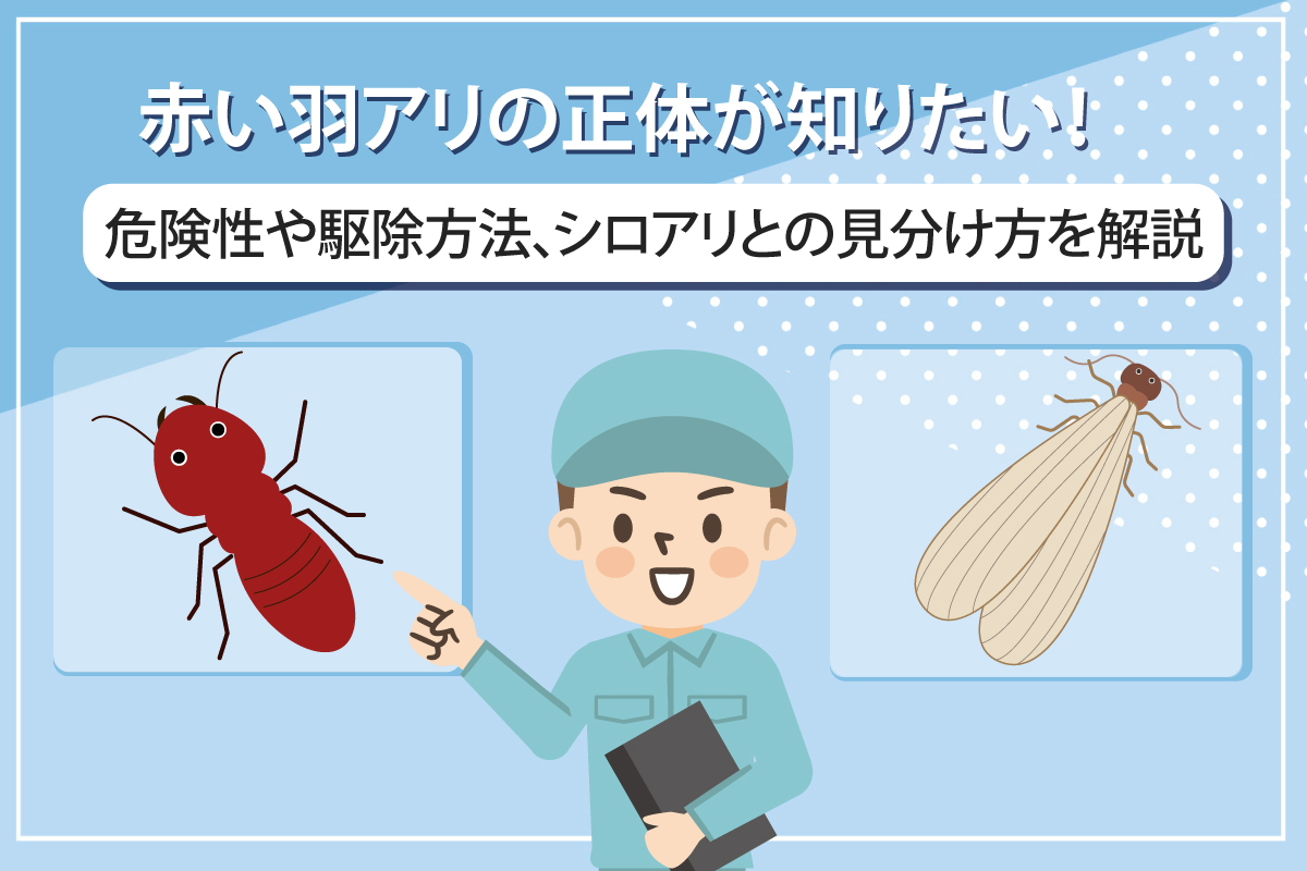 赤い羽アリの正体が知りたい！危険性や駆除方法、シロアリとの見分け方