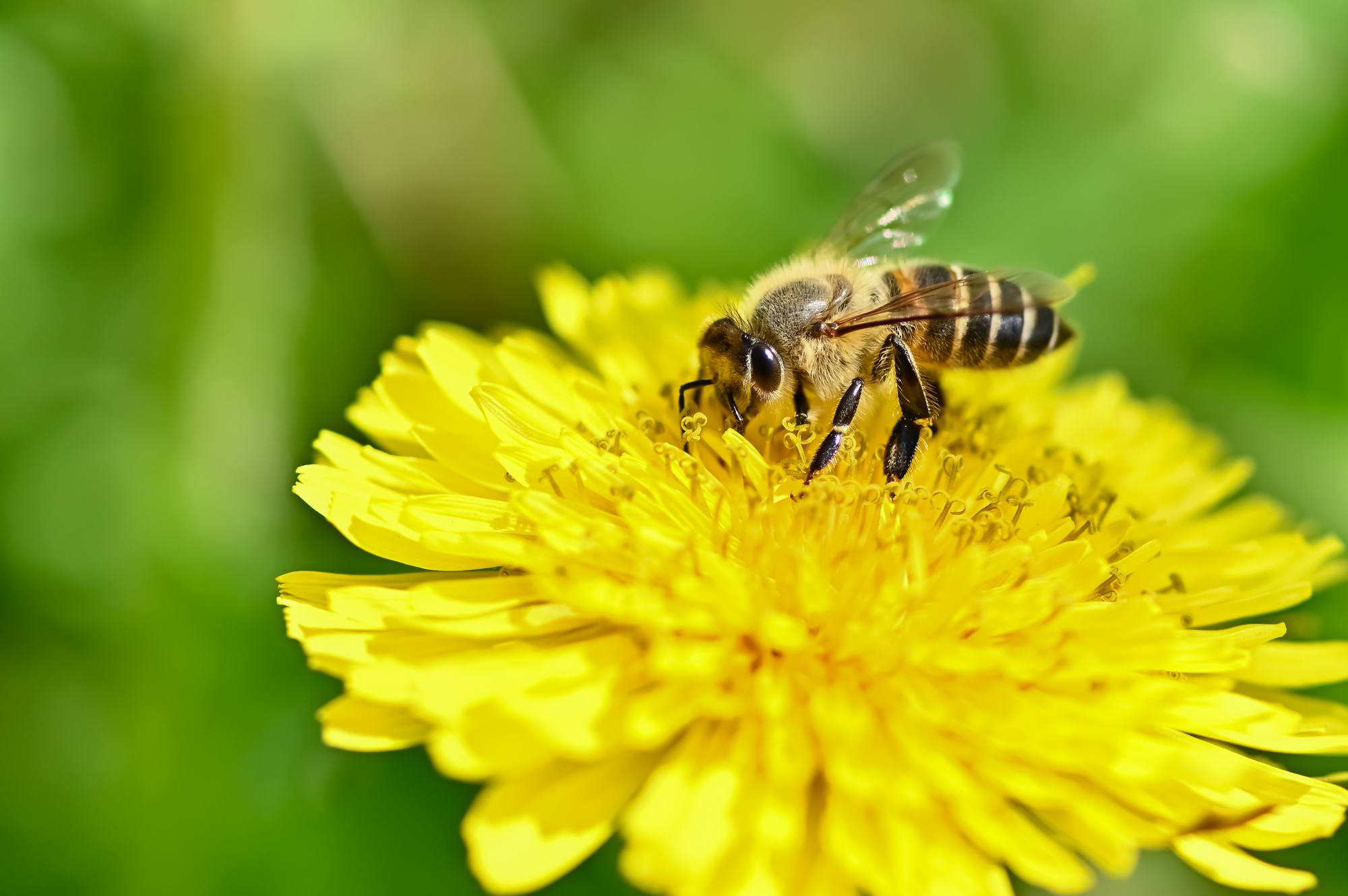 ミツバチ駆除は自分でできる？方法や手順と注意点・危険性、業者に頼む