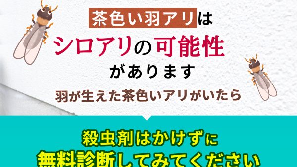 茶色い虫はシロアリ？危険性や似た虫との見分け方を解説